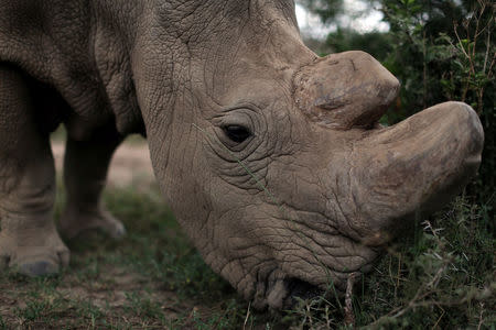 A northern white rhino, only three of its kind left in the world, moves in an enclosed and constantly protected perimeter ahead of the Giants Club Summit of African leaders and others on tackling poaching of elephants and rhinos, Ol Pejeta conservancy near the town of Nanyuki, Laikipia County, Kenya, April 28, 2016. REUTERS/Siegfried Modola