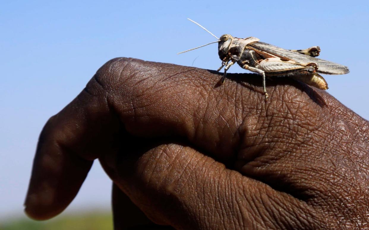 A desert locust lands on a farmer's hand in a grazing land on the outskirt of Dusamareb in Galmudug region - REUTERS