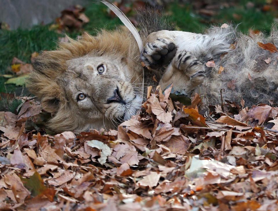 BRITAIN-ANIMALS/AUTUMN