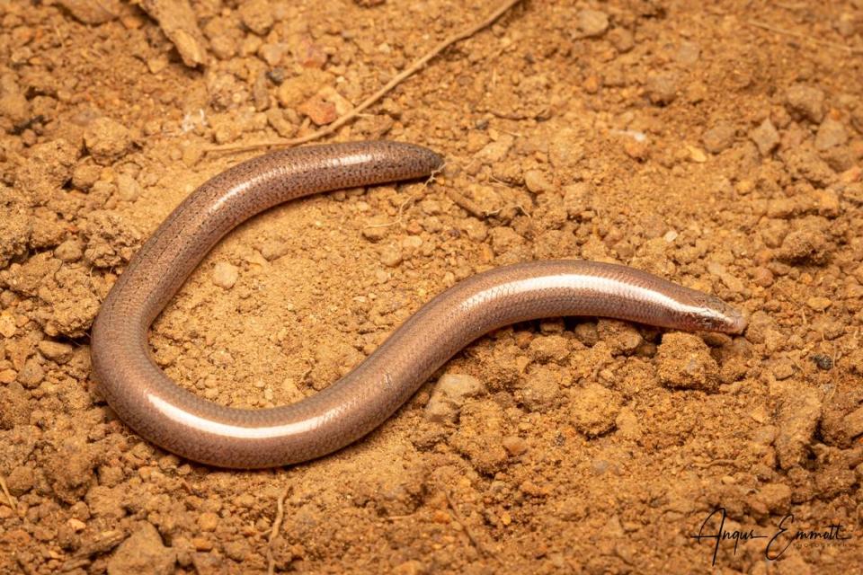 A photo shows the Mount Surprise slider, another species of skink found by researchers.