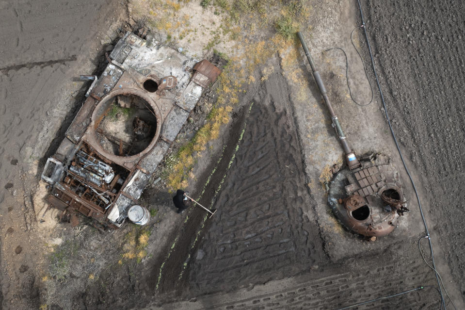 A man plants sunflowers in his garden near a damaged Russian tank and its turret in the village of Velyka Dymerka, Kyiv region, Ukraine, Wednesday, May 17, 2023. (AP Photo/Efrem Lukatsky)