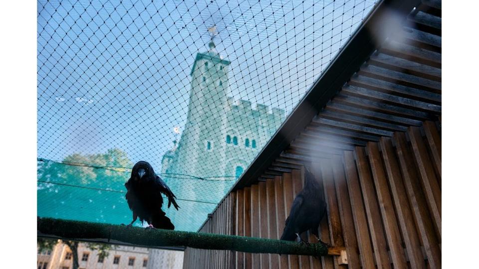 There are at least six ravens at the Tower of London at all times 