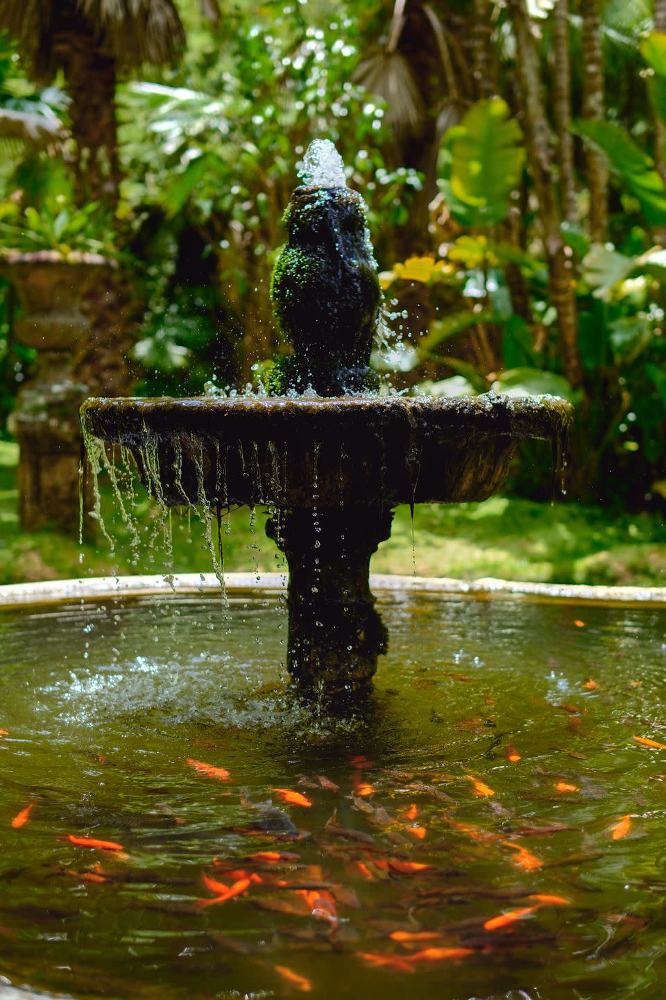 fountain with golden fishes in parque terra nostra, furnas, sao miguel, azores