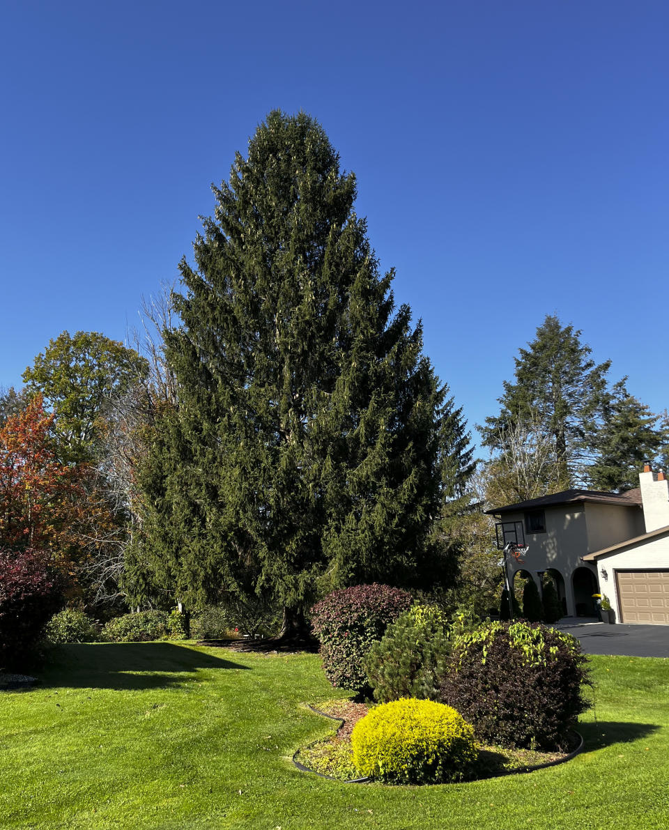 In this image provided by Tishman Speyer, a Norway spruce tree stands in the yard of a home, Thursday, Oct. 12, 2023, in Vestal, N.Y. The tree will be cut and transported to New York to stand as the Rockefeller Center Christmas Tree later in November. (Courtesy of Tishman Speyer via AP)