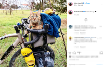 Nala, così Dean ha deciso di chiamare la gattina abbandonata diventata sua compagna di viaggio, ha girato il mondo dentro il cestino della bicicletta. La coppia ha percorso insieme più di 16mila chilometri con Nala che si è avventurata in funivia e si è persino divertita a fare kayak.