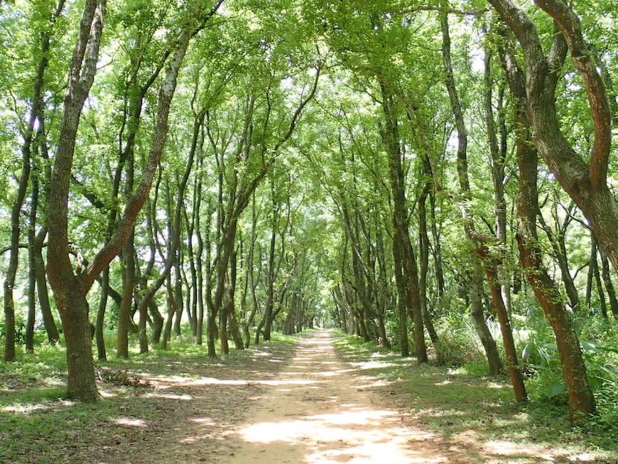 苗栗老崎古道（頭份後花園步道）