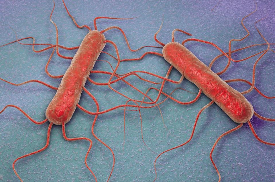 Listeria is an intracellular pathogen. Inside the body, it can grow inside a cell and spread to neighboring cells. <a href="https://www.gettyimages.com/detail/illustration/listeria-monocytogenes-illustration-royalty-free-illustration/685023881" rel="nofollow noopener" target="_blank" data-ylk="slk:Kateryna Kon/Science Photo Library via Getty Images;elm:context_link;itc:0;sec:content-canvas" class="link ">Kateryna Kon/Science Photo Library via Getty Images</a>