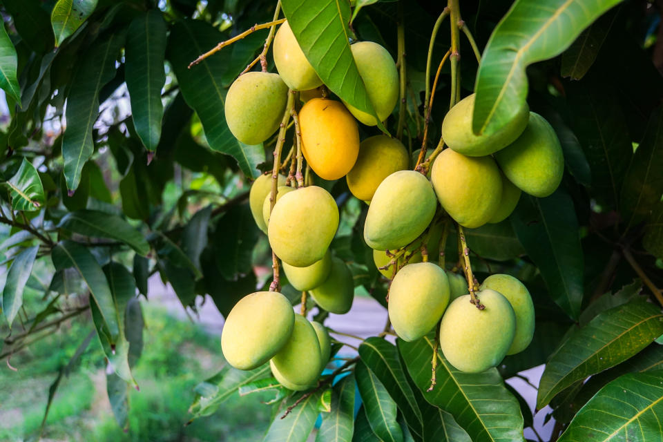 mangoes