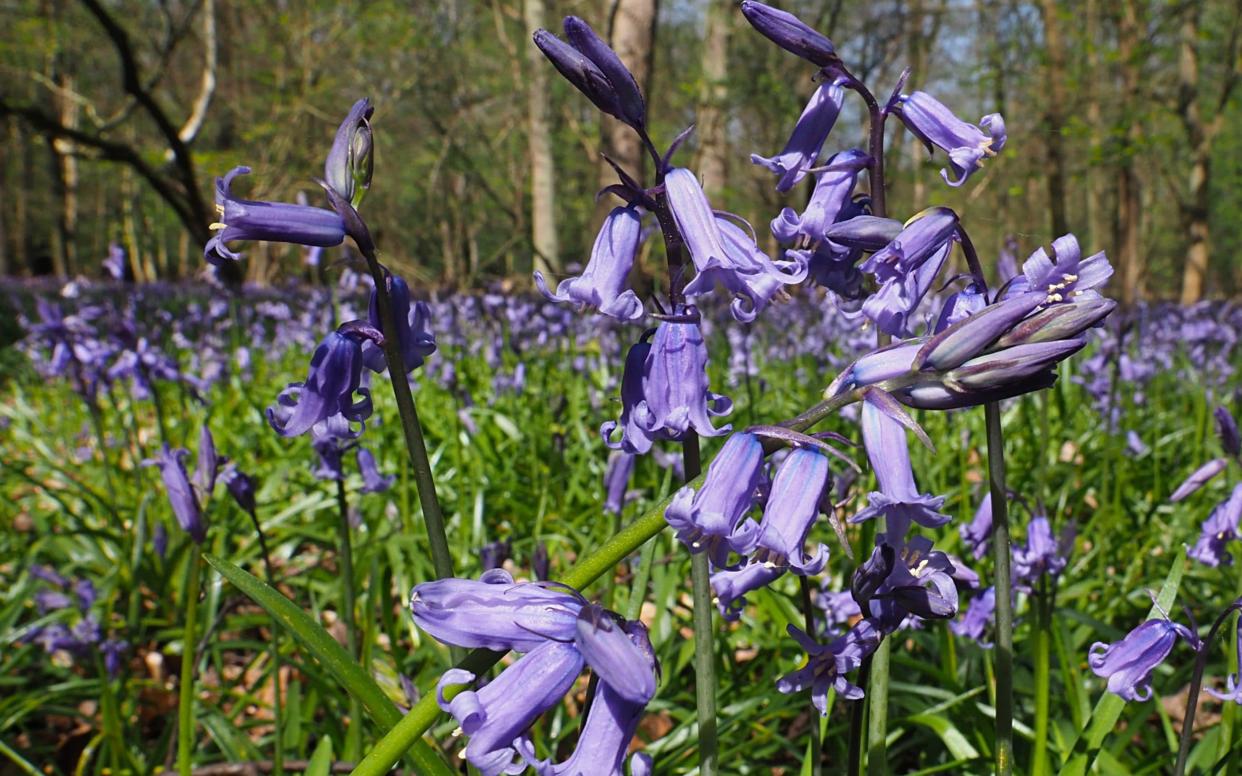 British bluebells (pictured) have more potent pollen than imported varities - Tony Margiocchi / Barcroft Media
