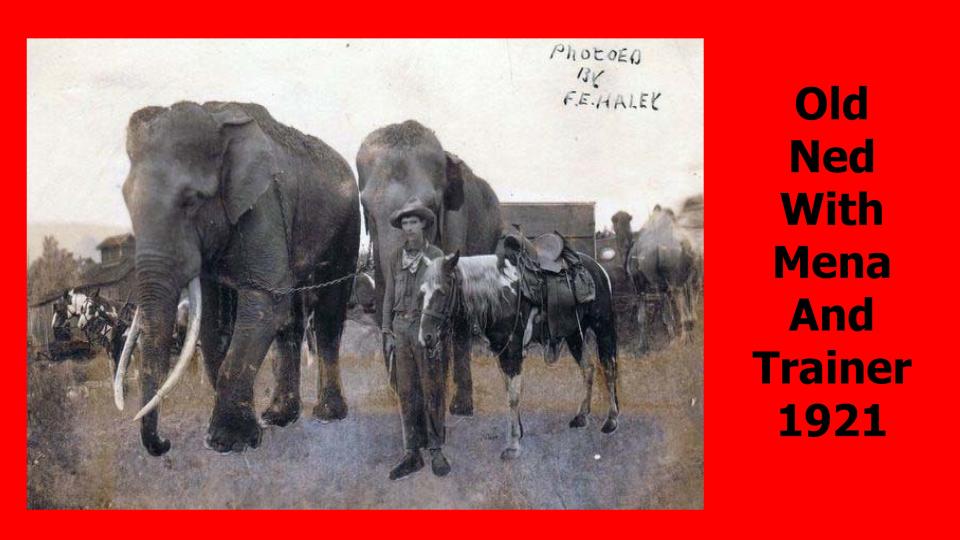 Old Ned and Mena were two elephants that were part of the M.L. Clark Circus. The photo was taken by F.E. Haley.