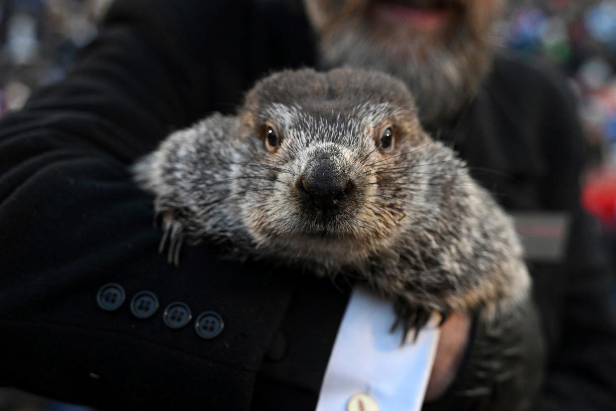 Groundhog Club handler A.J. Dereume holds Punxsutawney Phil on Feb. 2, 2023 during the 137th celebration of Groundhog Day on Gobbler's Knob in Punxsutawney, Pa.