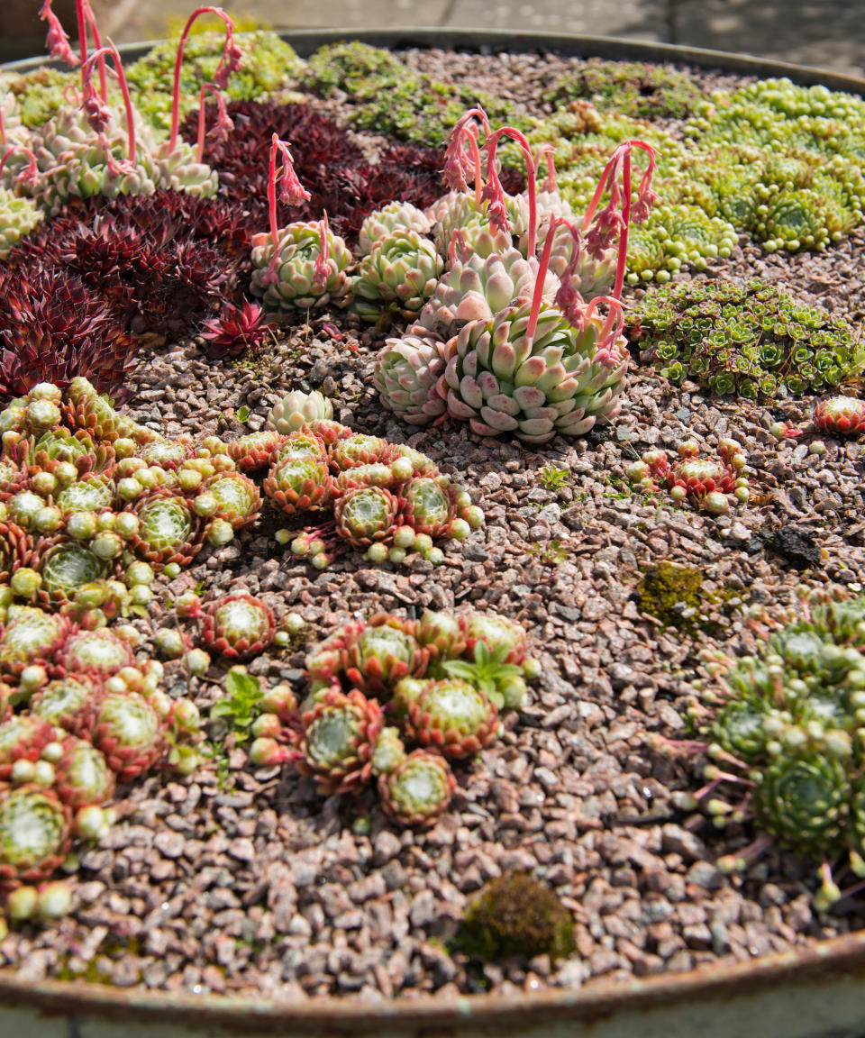 <p> Rock garden ideas are not only reserved for large, expansive spaces. Recycle old basins and pails, and use plant pots to create a minimal landscape that will sit perfectly in a small space, even as part of grassless patios. </p> <p> Simply choose rock garden plants &#x2013; succulents, cacti, and miniature bulb plants like the Japanese iris and daffodils &#x2013; and scatter gravel or small pebbles around the plants. Then, display your miniature rockery on a table, patio or balcony garden. </p>