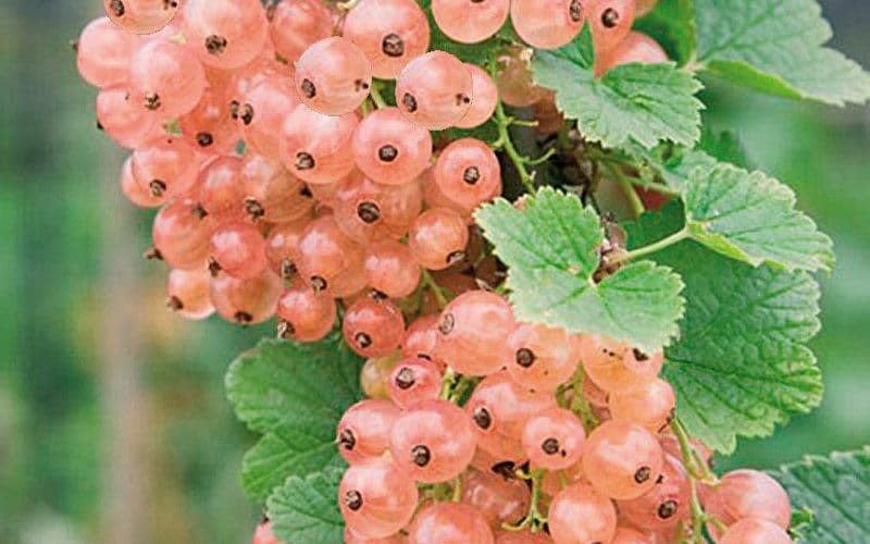 ‘Gloire de Sablons’ has fragrant, translucent pink currants with a juicy, sweet flavour - Ken Muir