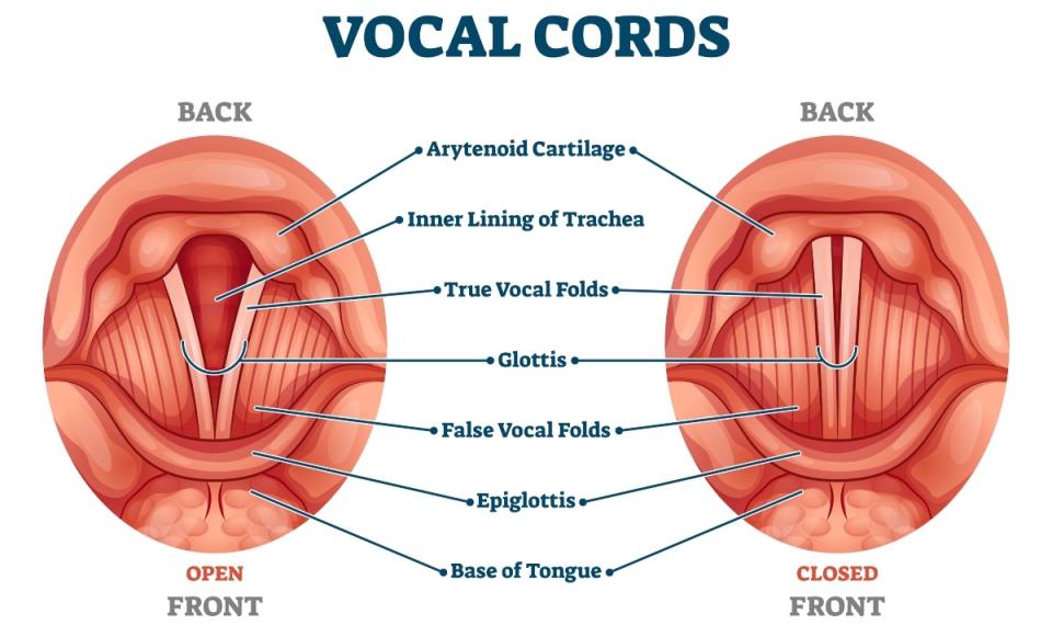 Vocal cords