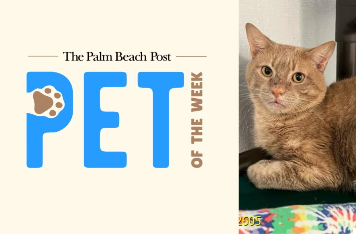 Silicon, a 10-year-old male cat, is The Palm Beach Post's adoptable pet of the week for May 6.