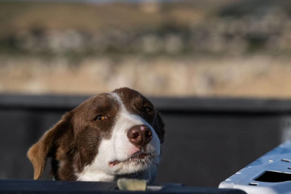 Grace, a herding dog, accompanies Luis Yauri Oyala as they tend to sheep at American Canyon on June 13.