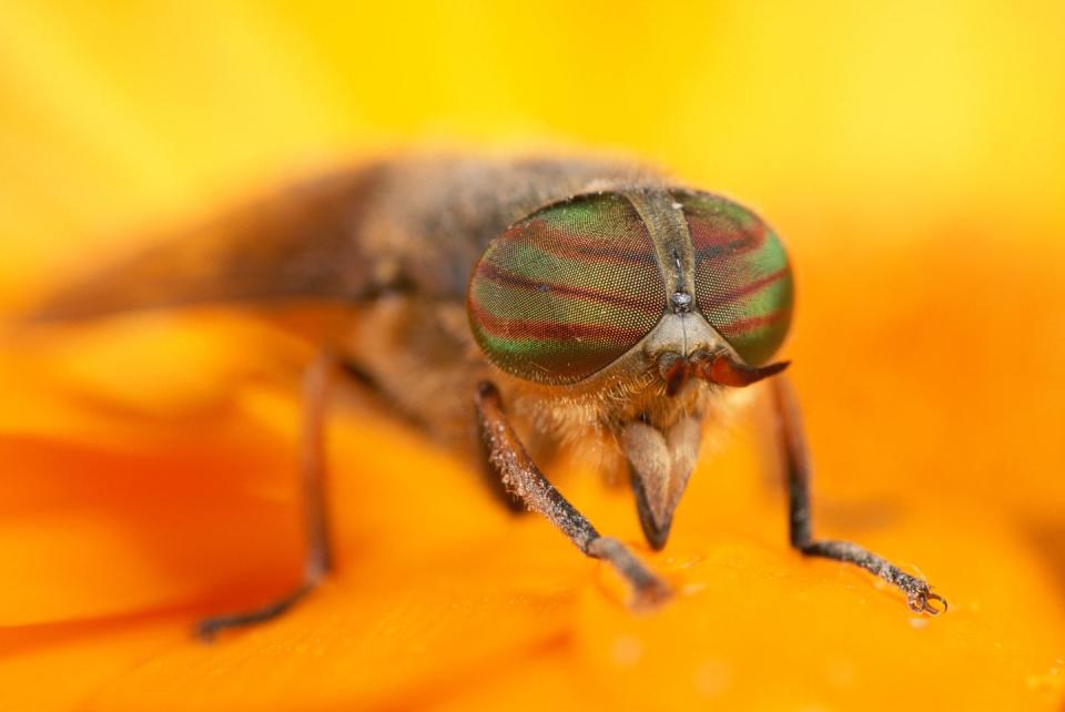 Horseflies