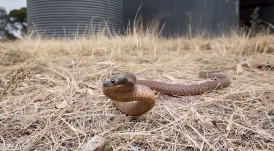 The snake starts heading towards Ross McGibbon. Source: Facebook/Ross McGibbon Reptile Photography