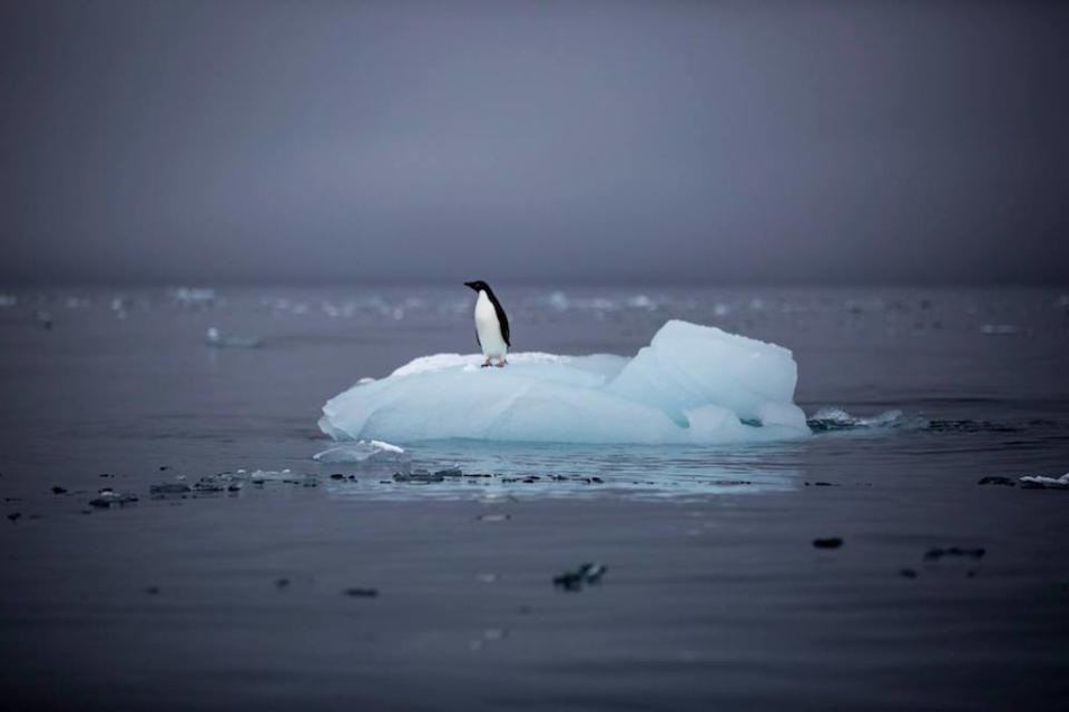 For Earth Day, we are sharing three days in the life of Tasha Van Zandt. Van Zandt is a conservation photographer focused on documenting climate change to teach its dangers. Read more to learn about Van Zandt's experience on the National Geographic Explorer ship as she films a documentary in Antarctica.