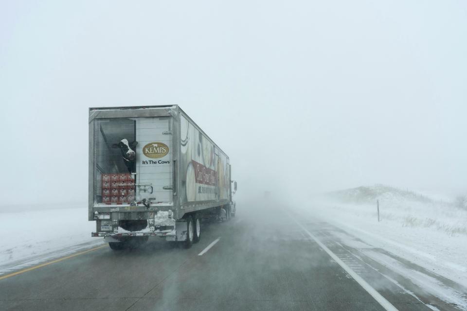 An image of a dairy cow is seen on the back of a Kemps tractor trailer as it moves along the snowy eastbound lane of US Highway 20 during a blizzard near Holstein, Iowa (AP)