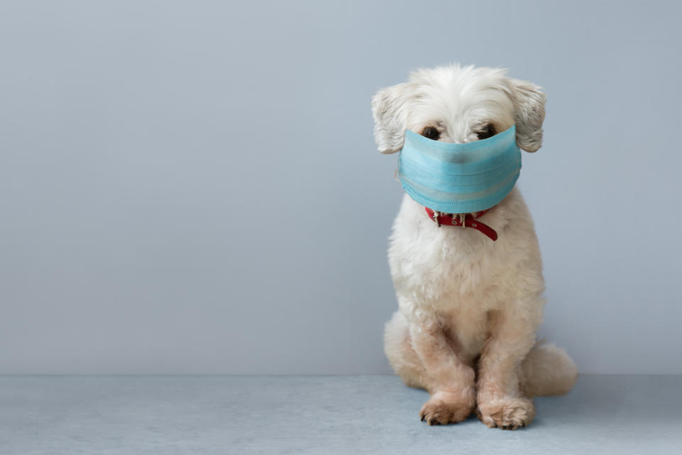 Small white pet dog wearing a surgical face mask