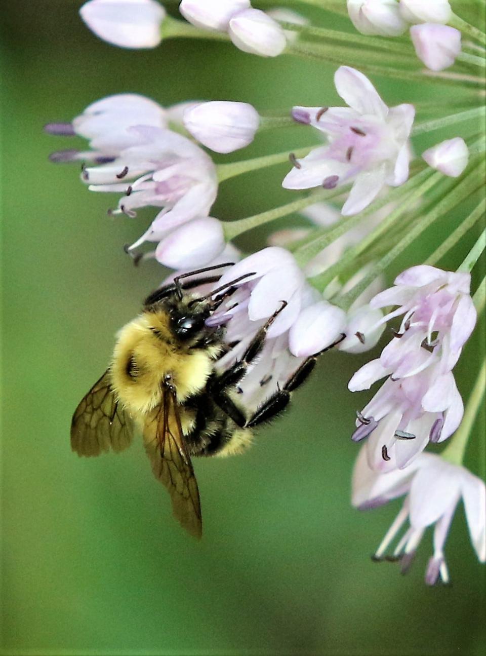 Learn all about bees at the Jacksonville Honey Bee Festival.