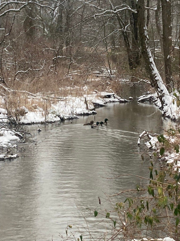 Ducks swim on a snowy tributary creek at Silver Lake Nature Center in Bristol Township on Tuesday Jan. 16, 2024.