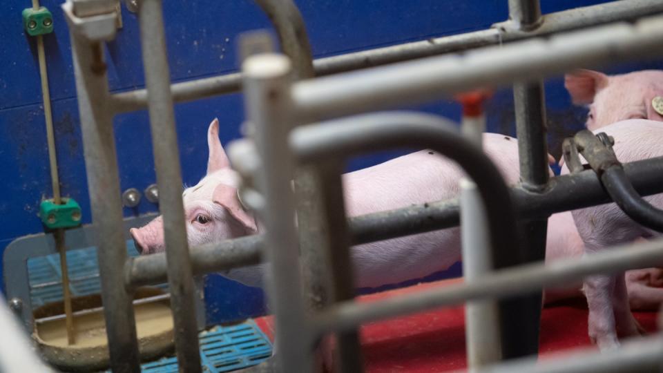 Ferkel auf dem Hof eines Ferkelzüchters und Schweinemastbetriebs in einem Stall.