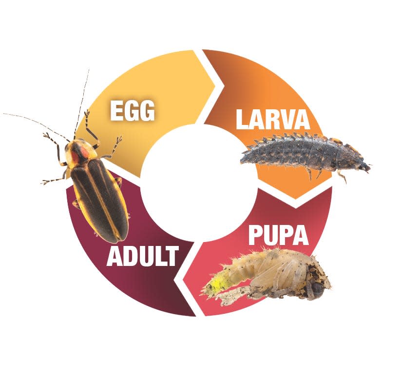 Like other beetles, a firefly goes through a complete lifecycle, meaning it starts out as an egg, then hatches into a larva, then a pupa, and finally into the adult stage.