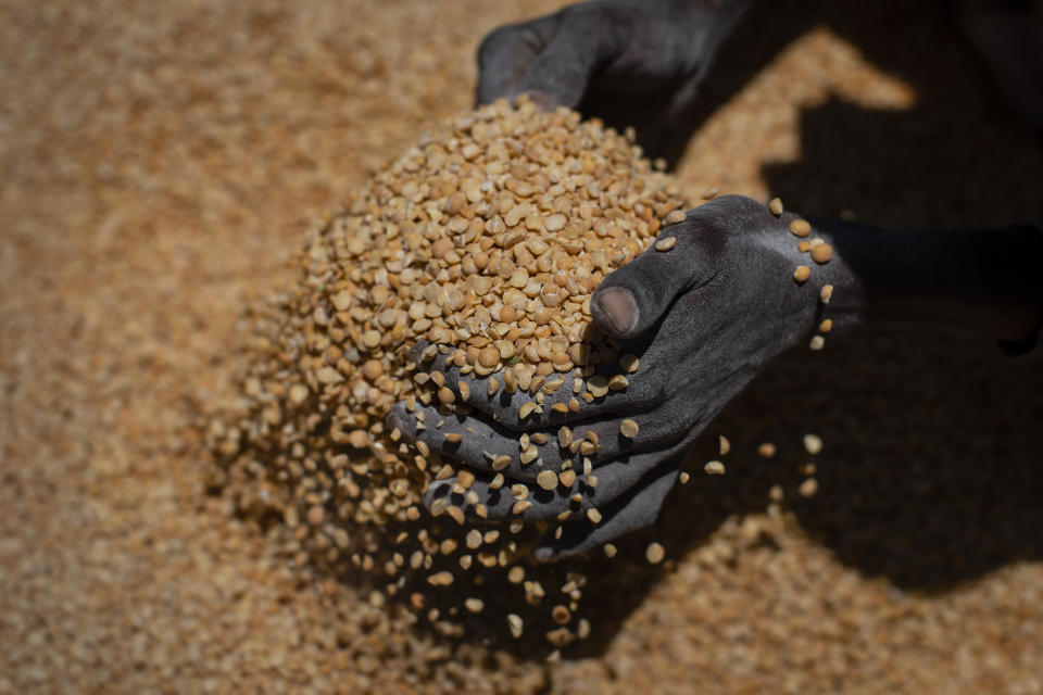 FILE - An Ethiopian woman scoops up portions of yellow split peas to be allocated to waiting families after it was distributed by the Relief Society of Tigray in the town of Agula, in the Tigray region of northern Ethiopia, on May 8, 2021. In 2023 urgently needed grain and oil have disappeared again for millions caught in a standoff between Ethiopia's government, the United States and United Nations over what U.S. officials say may be the biggest theft of food aid on record. (AP Photo/Ben Curtis, File)