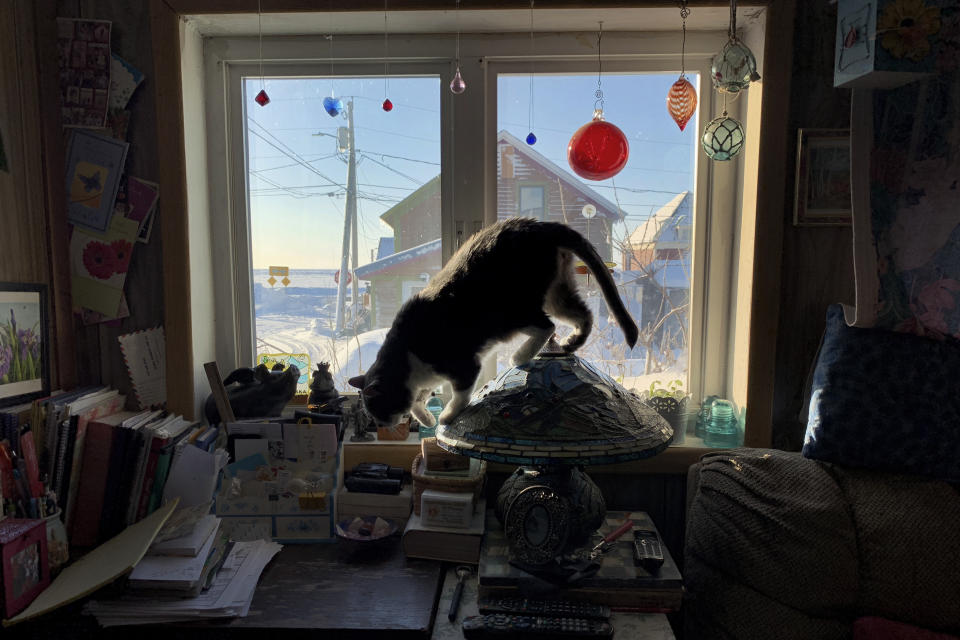 In this Feb. 18, 2019, photo, a cat hops off a table lamp inside a home in Nome, Alaska. Most residents here live in single story homes built on the permafrost and use oil for heating. (AP Photo/Wong Maye-E)