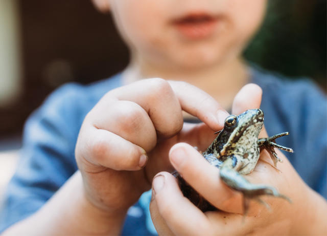 Frog Fan Favorites: 5 Affordable Gifts Every Frog Lover Will Adore