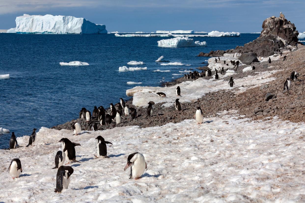 A modern Adelie penguin colony in Antarctica (Getty)