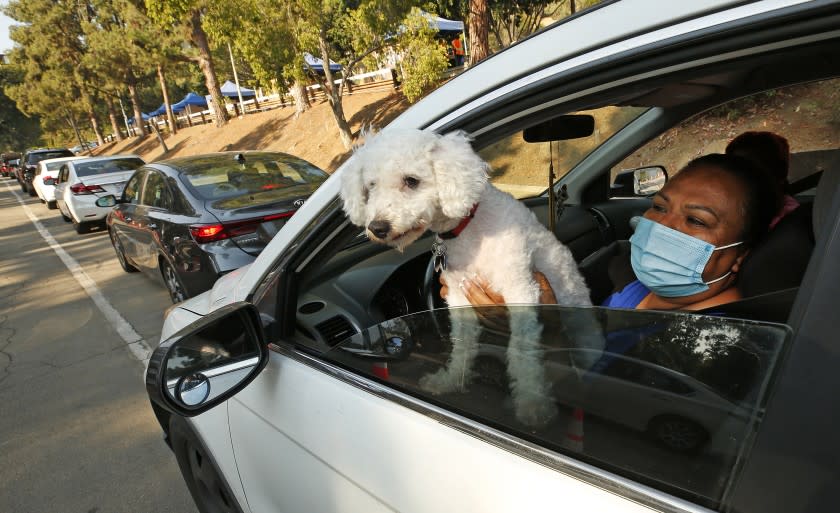 LOS ANGELES, CA - AUGUST 27: Aracely Rendon, 42, has her dog "Max" and a friend to keep her company as she waits in line with vehicles lining up early as the Hollywood Bowl has been transformed into a drive-thru food distribution on Thursday's in a season when the concerts are canceled due to the COVID-19 pandemic. The drive-thru food distribution is organized by L.A. County, with major help from the L.A. Regional Food Bank on Thursday mornings where people are able to drive in and get several boxes of food - meat, vegetables, fruit, pantry items - put into the trunks of their vehicles by volunteers or LA County employees who have been re-assigned to help because of a work slow down in their other County positions. Hollywood Bowl on Thursday, Aug. 27, 2020 in Los Angeles, CA. (Al Seib / Los Angeles Times