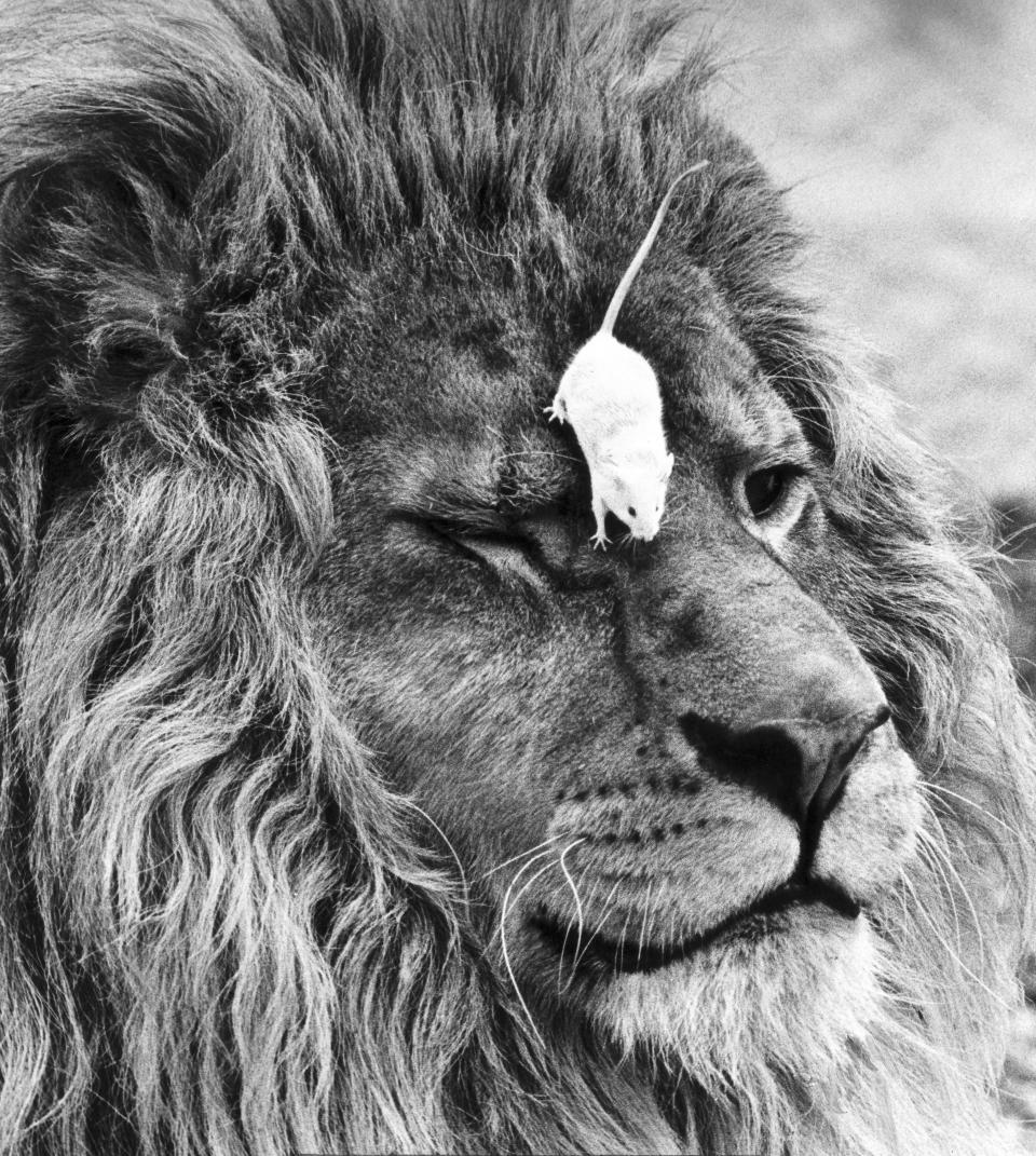 UNITED KINGDOM - AUGUST 15:  Sullivan the lion who 'loves to play cat and mouse'.  (Photo by SSPL/Getty Images).