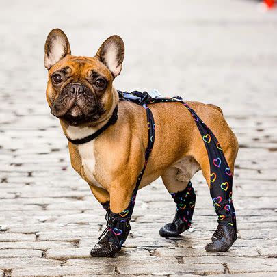 Walkee Paws Leggings For Dogs