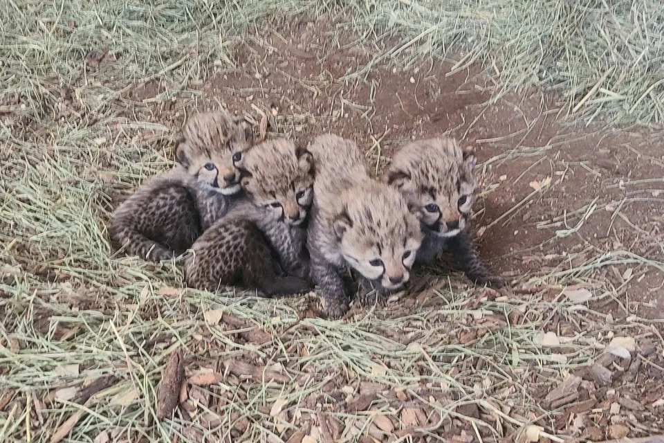 cheetah cubs