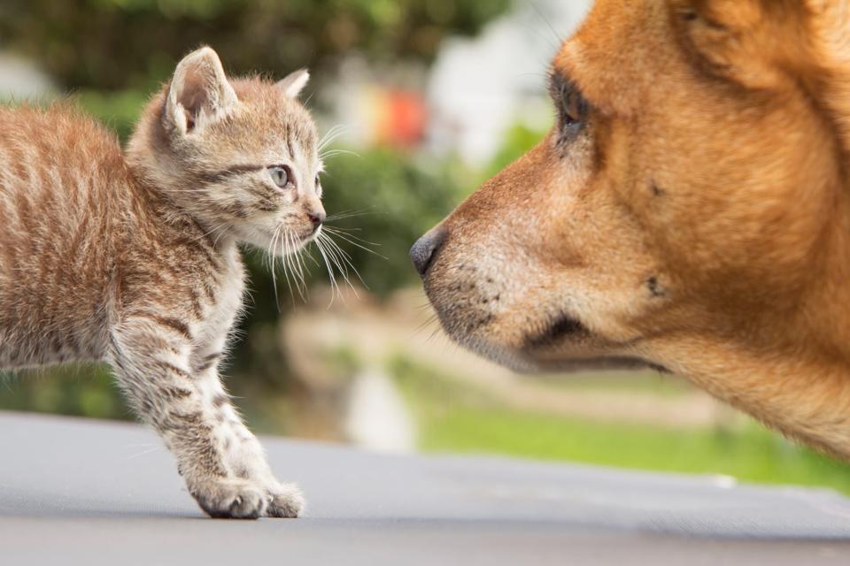 Kitty and adult dog gaze at each other