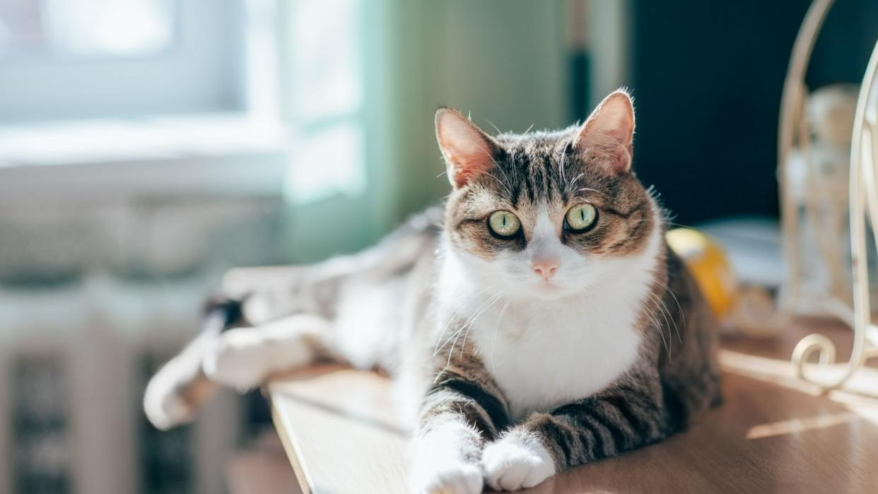 Egyptian mau cat