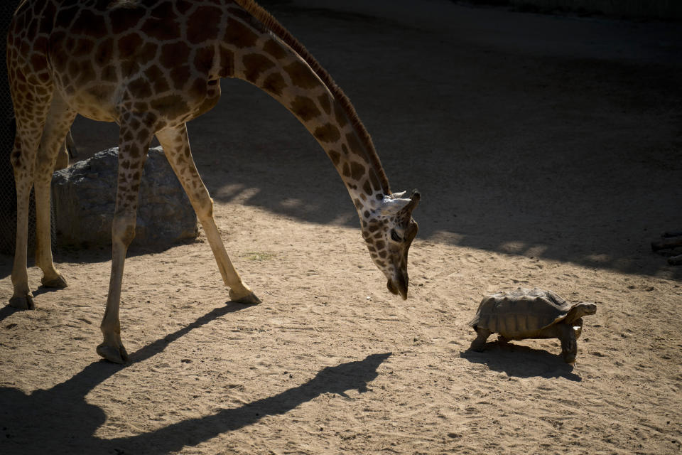En esta imagen del miércoles 15 de mayo de 2019, una jirafa examina una tortuga de espolones africana en el Zoológico de Barcelona, en España. (AP Foto/Renata Brito)