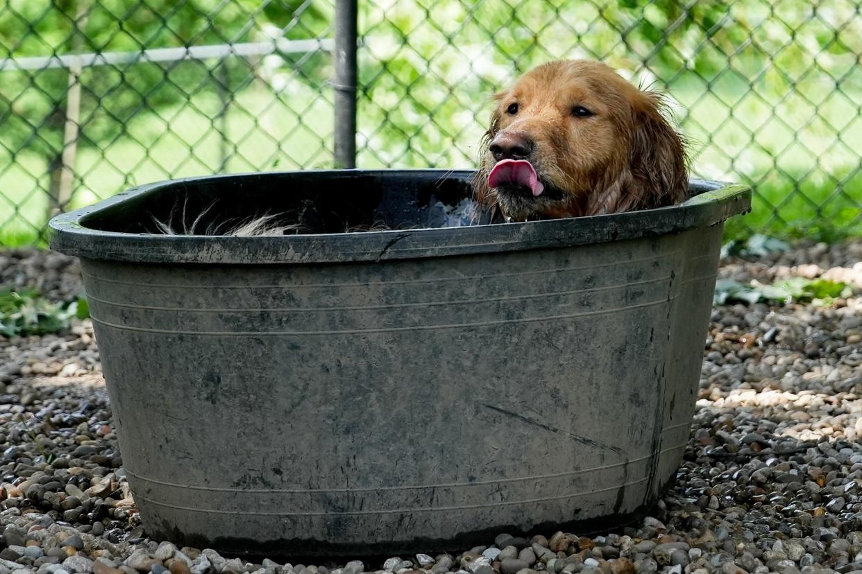 Louie the four month old Golden Retriever cools down in water at Champions Dog Run in Louisville, Ky.