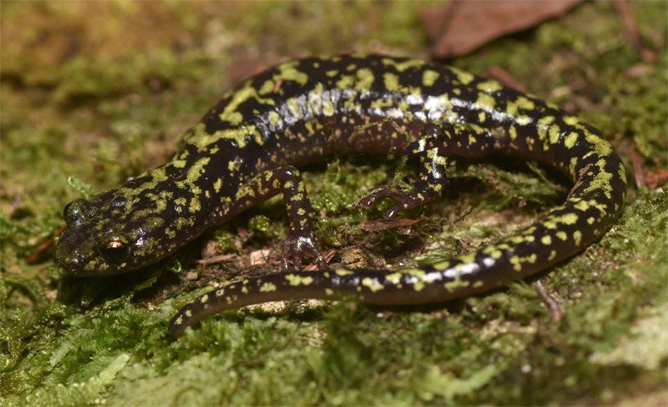 Green salamanders, like this one from North Alabama, inhabit mountainous habitats from coast to coast but are seen by few people. [Photo courtesy Parker Gibbons]