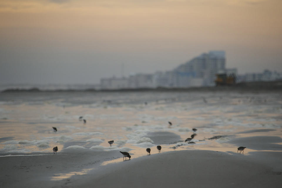 In this Jan. 23, 2020 photo, shorebirds forage for food along a beach in Wildwood, N.J. that is in the district Democrat-turned-Republican Rep. Jeff Van Drew represents. President Donald Trump is coming next week to the Jersey shore to reward newly minted Republican Rep. Jeff Van Drew for leaving the Democrats and opposing impeachment and is expected to attract a crowd and headlines. But Van Drew has also been crisscrossing the district to secure support from local GOP that he spent years fighting. (AP Photo/Matt Slocum)