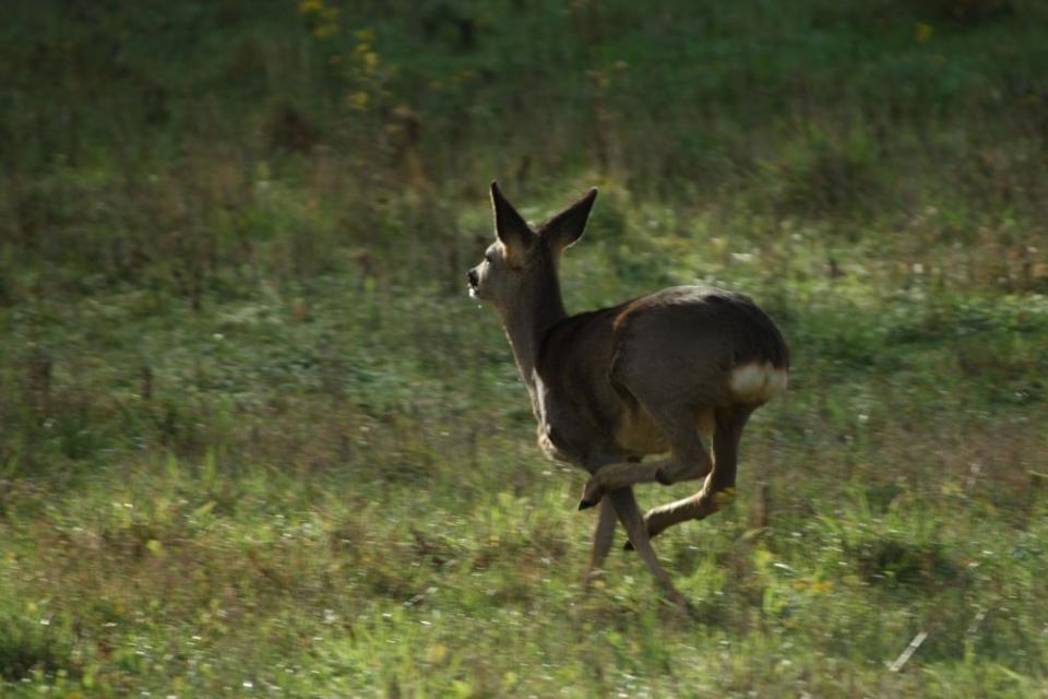 Roe deer running through English countryside