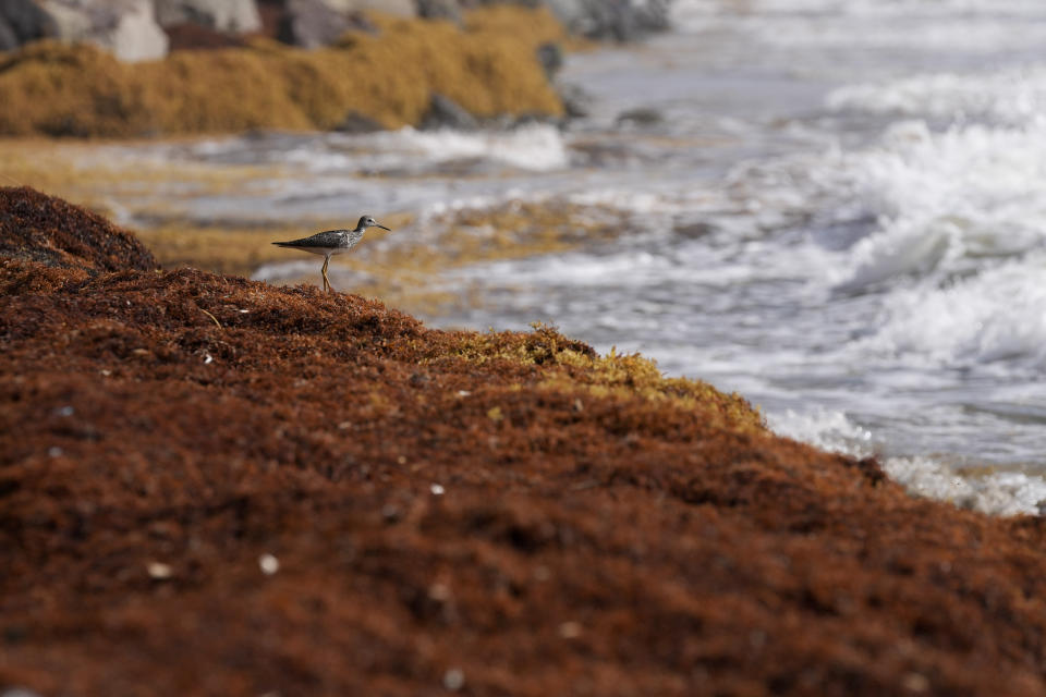 A bird stands on seaweed covering the Atlantic shore in Frigate Bay, St. Kitts and Nevis, Wednesday, Aug. 3, 2022. A record amount of seaweed is smothering Caribbean coasts from Puerto Rico to Barbados as tons of brown algae kill wildlife, choke the tourism industry and release toxic gases, according to the University of South Florida's Optical Oceanography Lab. (AP Photo/Ricardo Mazalan)