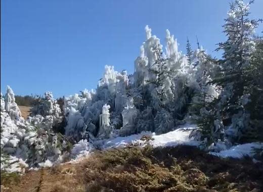 A screenshot from a video Em Oates took of her hike when she stumbled upon ice glazed trees and bushes.