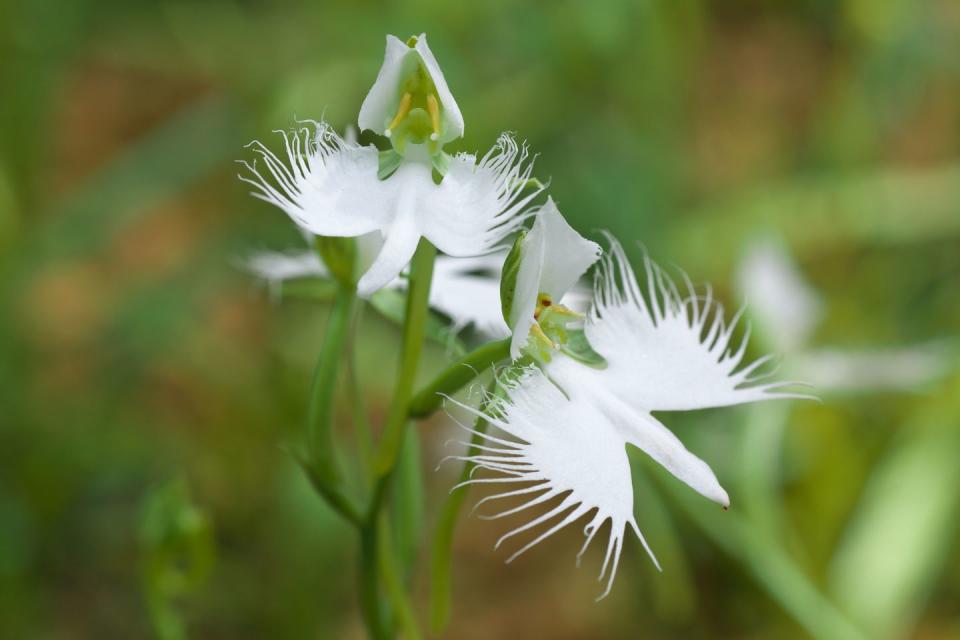 fringed white egret orchid