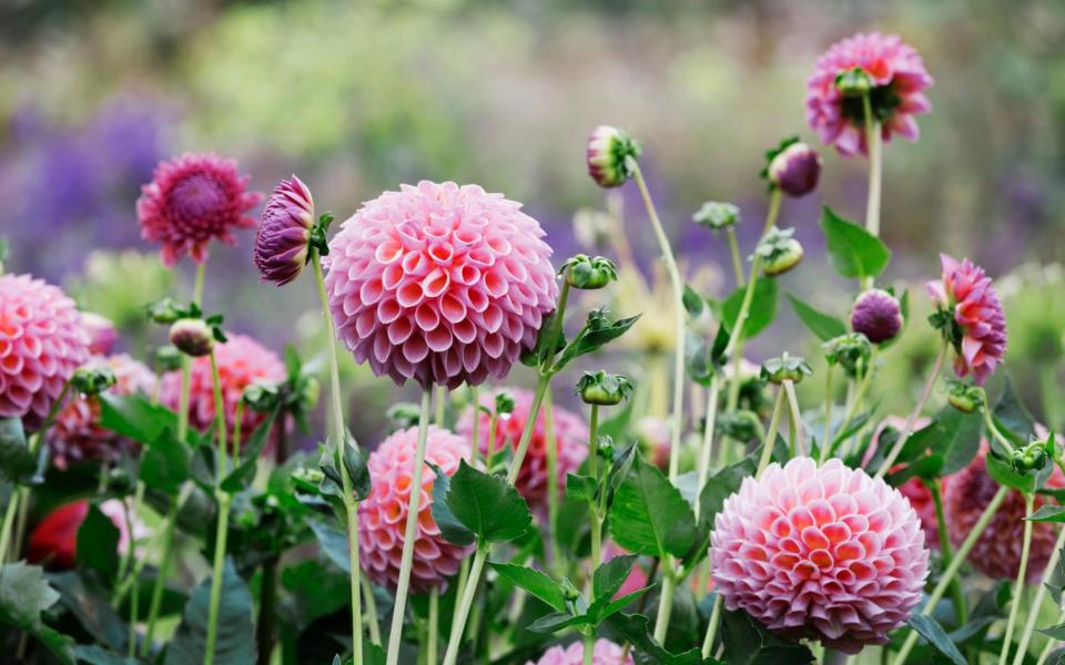 best plants to buy now garden centres -  Mint Images