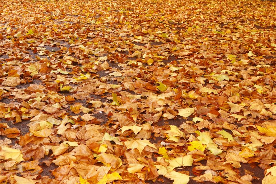 Leaf-raking is as much art as work