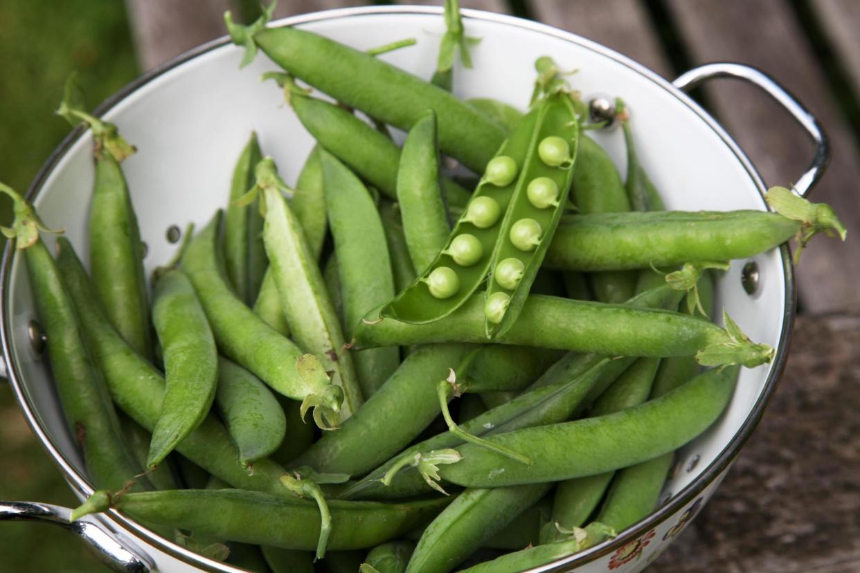 Freshly picked peas in pods in a colander: Dr. Ian B Oldham / Alamy Stock Photo